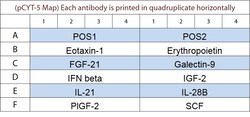 Raybiotech Inc&nbsp;G-Series Porcine Cytokine Array 5 Kit.
