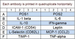 Raybiotech Inc&nbsp;Quantibody Rat Cytokine Array 2 Kit.