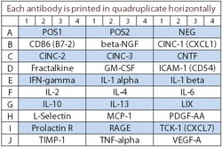 Raybiotech Inc Quantibody Rat Cytokine Array 3 Kit.