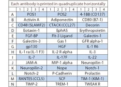 Raybiotech Inc Quantibody Rat Cytokine Array 4 Kit., Quantity: Each of