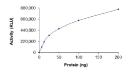 Sino Biological&nbsp;Recombinant Human RAC3 Protein (Full Length, His Tag), Active