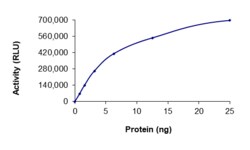 Sino Biological&nbsp;Recombinant Mouse ROCK2 Protein (His Tag), Active