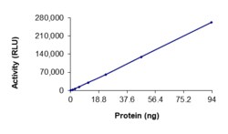 Sino Biological&nbsp;Recombinant Human MSK1 Protein (Full Length, GST Tag), Active