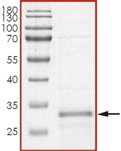 Sino Biological&nbsp;Recombinant Human RGS19 Protein (Full Length, His Tag)