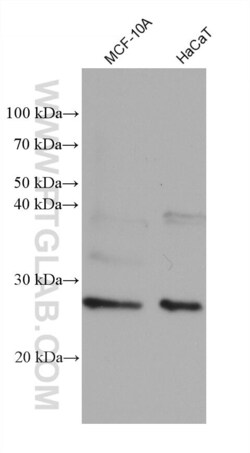RAB38 Mouse, anti-Human, Clone: 3A10C5, Proteintech:Antibodies:Primary