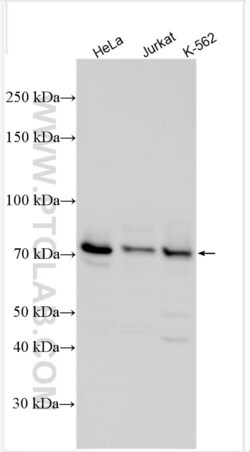 RACGAP1 Rabbit, anti-Human, Polyclonal, Proteintech:Antibodies:Primary