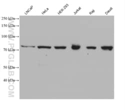 RAD17 Mouse, anti-Human, Clone: 1F12D8, Proteintech:Antibodies:Primary