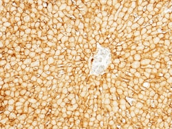 Sino Biological ALCAM / CD166 Antibody, Rabbit PAb, Antigen Affinity Purified