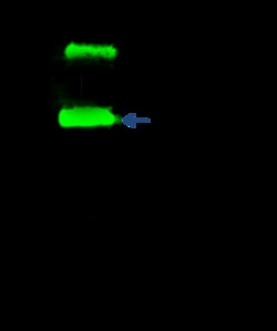 Sino Biological B7-H3 / CD276 Antibody, Rabbit PAb, Antigen Affinity Purified