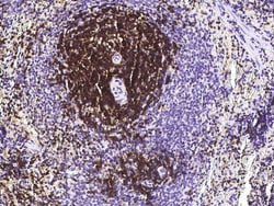 Sino Biological CD6 / Cluster of Differentiation 6 Antibody, Mouse MAb