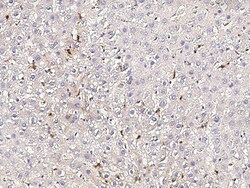 Sino Biological CD68 Antibody, Rabbit MAb 100µL, Quantity: Each of 1