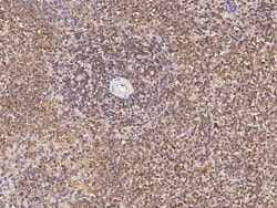 Sino Biological Anti-L-selectin/CD62L Antibody, Rabbit Polyclonal, Quantity: