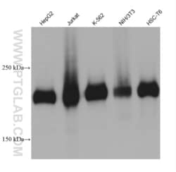 RB1CC1 Mouse, anti-Human, Clone: 1G8C8, Proteintech:Antibodies:Primary