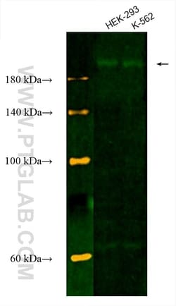 RB1CC1 Rabbit, anti-Human, CoraLite Plus 488, Polyclonal, Proteintech:Antibodies:Primary