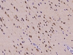 Sino Biological RBFOX1 Antibody, Rabbit PAb, Antigen Affinity Purified