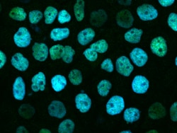 Sino Biological RBM14 Antibody, Rabbit PAb, Antigen Affinity Purified 100uL,