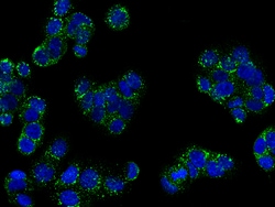 Sino Biological REG3A Antibody, Rabbit PAb, Antigen Affinity Purified 100uL,