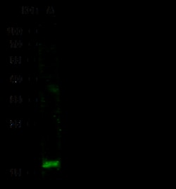 Sino Biological REG3A / HIP Antibody, Rabbit PAb, Antigen Affinity Purified