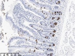 Sino Biological REG3A Antibody, Rabbit PAb, Antigen Affinity Purified 100uL,