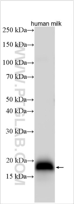 RNASE4 Rabbit, anti-Human, Polyclonal, Proteintech Quantity: 20 &mu;L:Antibodies