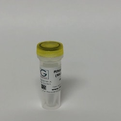 G-Biosciences&nbsp;RNase Inhibitor (Murine)