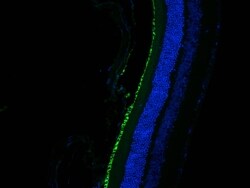 RPE65 Rabbit, anti-Human, CoraLite Plus 488, Polyclonal, Proteintech:Anticuerpos:Anticuerpos