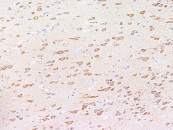 Sino Biological RPS18 Antibody, Rabbit PAb, Antigen Affinity Purified 100µL,