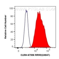 RRM2 Mouse, anti-Human, CoraLite Plus 594, Clone: 2A9A7, Proteintech 20 &mu;L | Buy Online | Proteintech | Fisher Scientific