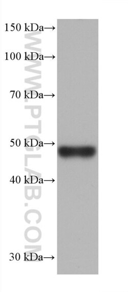 RSAD2 Mouse, anti-Human, Clone: 1C5D4, Proteintech:Antibodies:Primary Antibodies