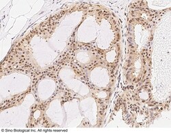 Sino Biological RXRG Antibody, Rabbit PAb, Antigen Affinity Purified 100uL,