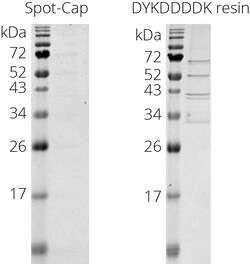 Proteintech ChromoTek Spot-Cap 2 mL | Buy Online | Proteintech | Fisher Scientific