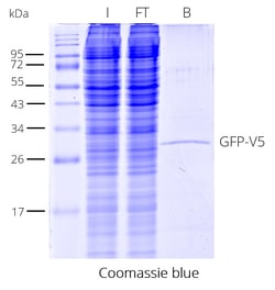 Proteintech ChromoTek V5-Trap Magnetic Particles M-270 Kit 20 Reactions | Buy Online | Proteintech | Fisher Scientific