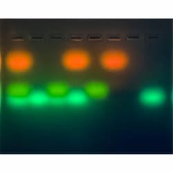 Edvotek&trade;&nbsp;Decoding Fragile X Syndrome