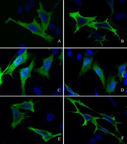 Sino Biological Anti-S-tag Antibody, Rabbit Polyclonal, Quantity: Each