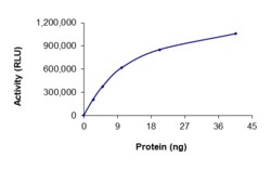 Sino Biological&nbsp;Recombinant Human SGK2 Protein (Full Length, GST Tag), Active