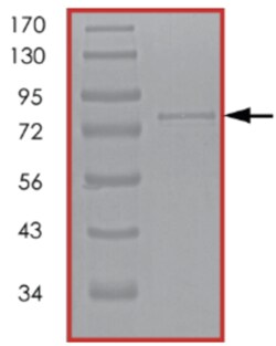 Sino Biological&nbsp;Recombinant Human SGK3 Protein (Full Length, GST Tag)