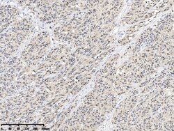 Sino Biological S100B Antibody, Rabbit PAb, Antigen Affinity Purified 100uL,
