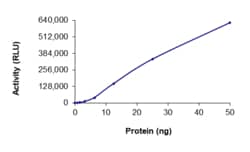 Sino Biological&nbsp;Recombinant Human SIK1 Protein (Full Length, GST Tag), Active