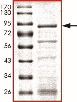 Sino Biological&nbsp;Recombinant Human SMAD9 Protein (Full Length, GST Tag)