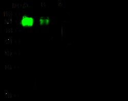 Sino Biological Influenza A H9N2 (A/Hong Kong/1073/99) Neuraminidase /