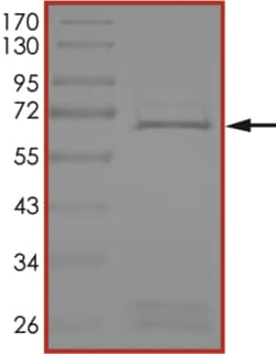 Sino Biological&nbsp;Recombinant Human KMT1B/SUV39H2 Protein (Full Length, GST Tag), Active