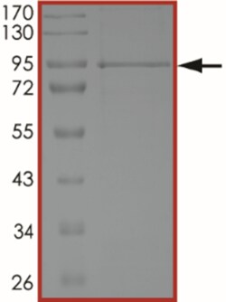 Sino Biological&nbsp;Recombinant Human STAT3 Protein (Full Length, His Tag)