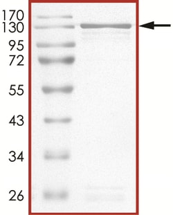 Sino Biological&nbsp;Recombinant Human STAT6 Protein (Full Length, GST Tag)