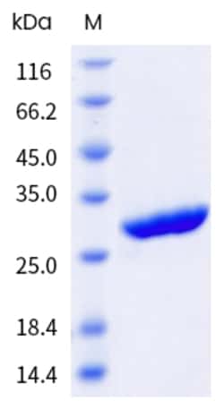 Sino Biological&nbsp;Salt Active SuperNuclease 50 kU