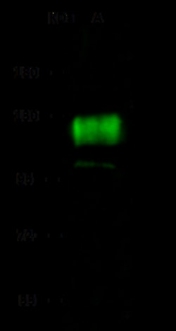 Sino Biological Human SELPLG MAb 100ul (Sino Biological), Quantity: Each