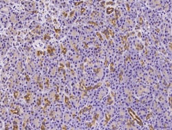 Sino Biological SENP8 Antibody, Rabbit PAb, Antigen Affinity Purified 100uL,