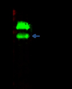Sino Biological Anti-SerpinD1 Antibody, Rabbit Polyclonal, Quantity: Each