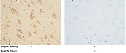 Sino Biological Anti-Alpha 2 Antiplasmin/SerpinF2 Antibody, Rabbit Polyclonal,