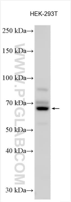 SFRS11 Rabbit, anti-Human, Polyclonal, Proteintech Quantity: 150 &mu;L:Antibodies