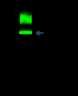 Sino Biological SIRP alpha / CD172a Antibody, Rabbit PAb, Antigen Affinity